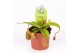 Nepenthes alata 