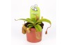 Nepenthes alata