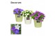 Campanula mix decorum juliette 