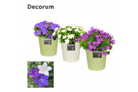 Campanula mix decorum juliette