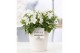 Campanula isoph. atlanta white pure juliette 