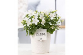 Campanula isoph. atlanta white pure juliette
