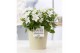 Campanula isoph. atlanta white pure juliette 