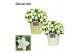 Campanula isoph. atlanta white decorum juliette 