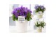 Campanula mix pure juliette 