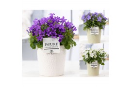 Campanula mix pure juliette