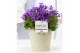 Campanula port. porto Campanula "Porto LL" Pure Juliette 
