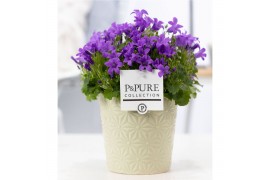 Campanula port. porto Campanula "Porto LL" Pure Juliette
