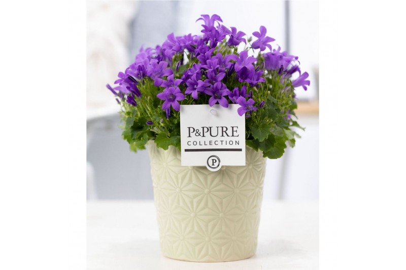 Campanula port. porto Campanula "Porto LL" Pure Juliette 