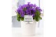 Campanula port. porto Campanula "Porto LL" Pure Juliette 