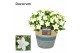 Campanula isoph. atlanta white decorum valerie 
