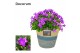 Campanula port. porto longlife decorum valerie 