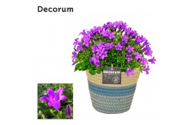 Campanula port. porto longlife decorum valerie