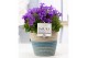 Campanula port. porto longlife pure valerie 