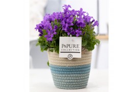 Campanula port. porto longlife pure valerie