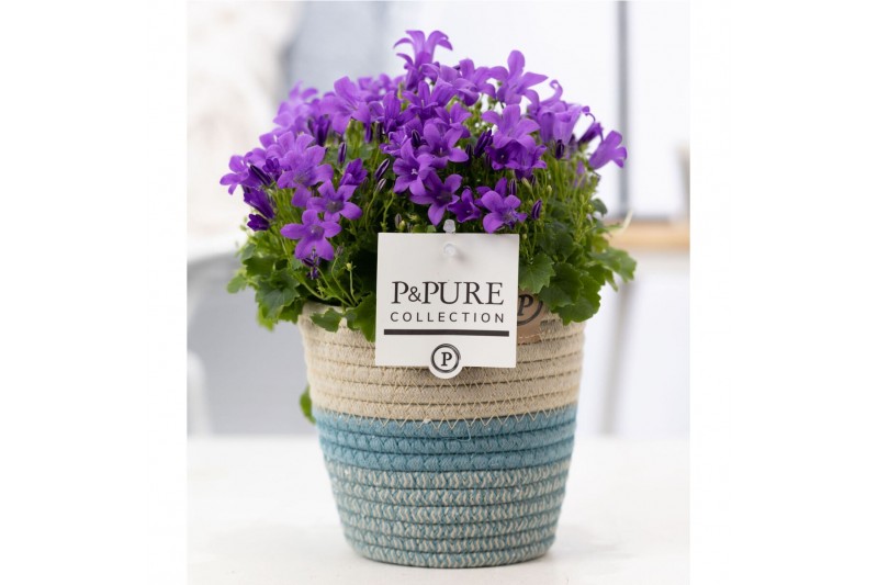 Campanula port. porto longlife pure valerie 