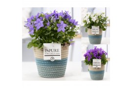 Campanula mix pure valerie