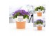 Campanula mix pure terracotta 