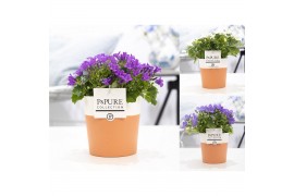 Campanula mix pure terracotta