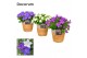 Campanula mix decorum s.basket 