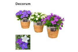 Campanula mix decorum s.basket