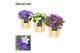 Campanula mix decorum wood 