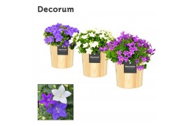 Campanula mix decorum wood