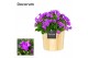 Campanula port. porto longlife decorum wood 
