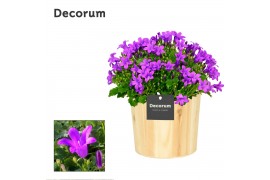 Campanula port. porto longlife decorum wood
