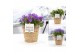 Campanula mix pure basket 