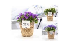 Campanula mix pure basket