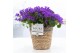 Campanula port. porto longlife pure basket 