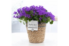 Campanula port. porto longlife pure basket