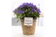 Campanula isoph. napoli pure basket 