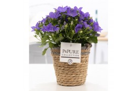 Campanula isoph. napoli pure basket