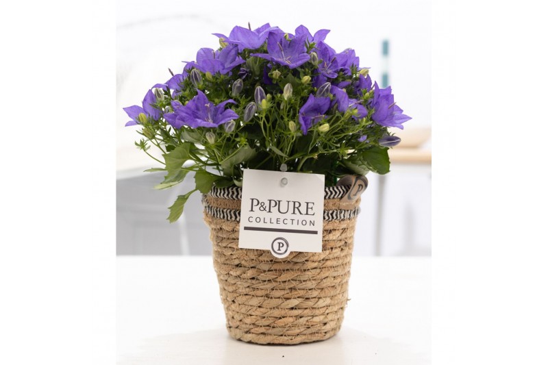 Campanula isoph. napoli pure basket 