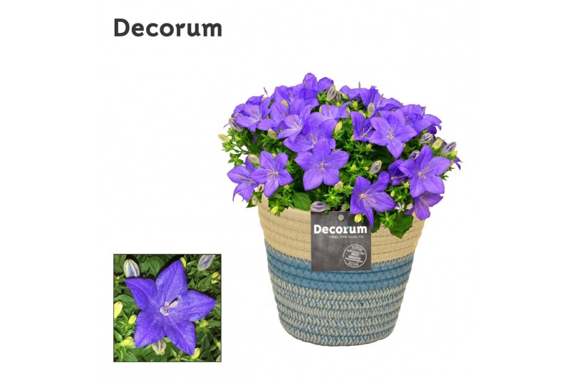 Campanula isoph. napoli decorum valerie 