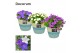 Campanula mix decorum valerie 