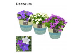 Campanula mix decorum valerie