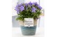 Campanula isoph. napoli pure valerie 