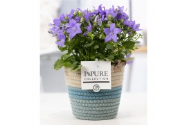 Campanula isoph. napoli pure valerie