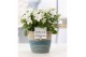 Campanula isoph. atlanta white pure valerie 