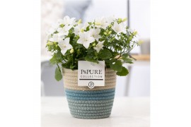 Campanula isoph. atlanta white pure valerie