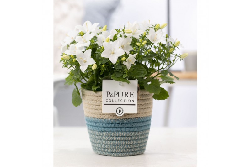Campanula isoph. atlanta white pure valerie 