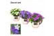 Campanula mix decorum melanie 
