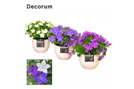 Campanula mix decorum melanie