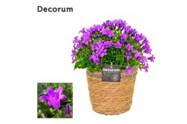 Campanula port. porto longlife decorum s.basket