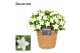 Campanula isoph. atlanta white decorum s.basket 