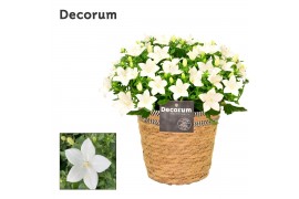 Campanula isoph. atlanta white decorum s.basket