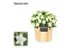 Campanula isoph. atlanta white decorum wood 